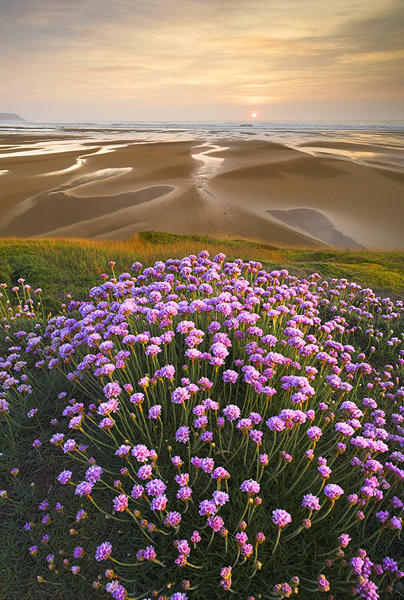 IGPOTY2011Colin_Roberts_Sea_Thrift_Flowers