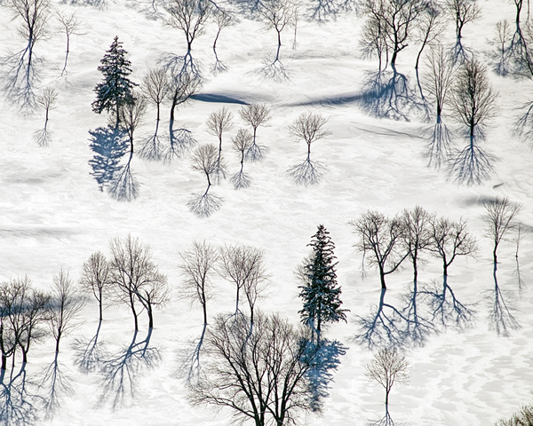 IGPOTY2011Michael_Brown_Trees_and_their_Shadows_from_above